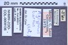 Etikette zu Agrypnus curtus (LeConte, 1853) (NHMW-ZOO-COL-0008136)